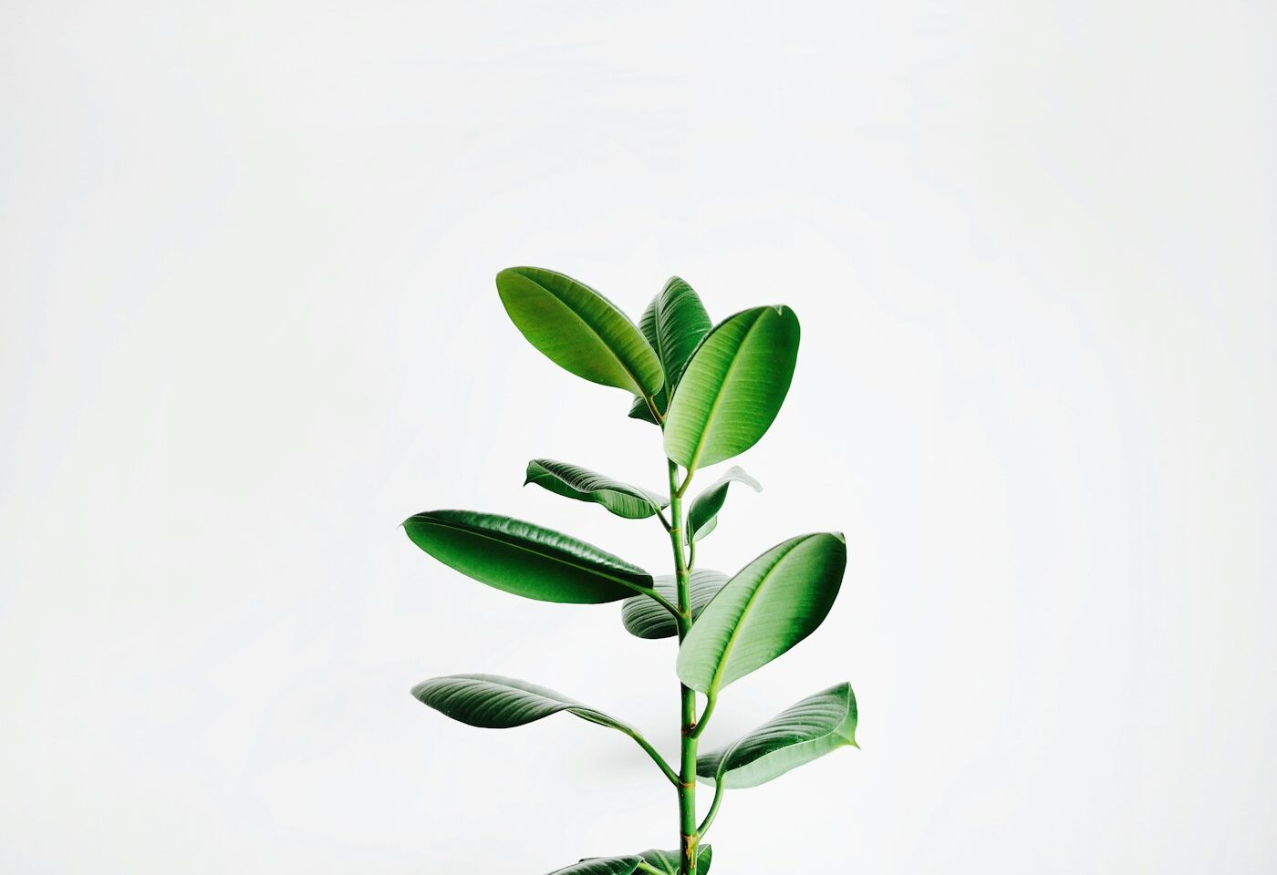 چیدمان گیاهان آپارتمانی