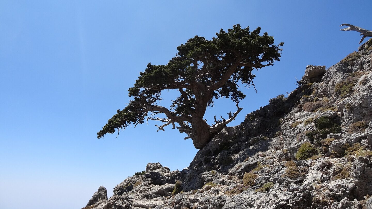 درختان سرو مدیترانه‌ای در زیستگاه کوهستانی