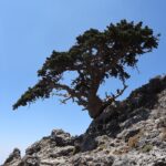 درختان سرو مدیترانه‌ای در زیستگاه کوهستانی