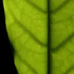 نمای نزدیک جزئیات فیکوس الاستیکا (Ficus elastica)