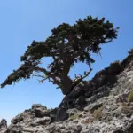 نمای کلی سرو مدیترانه‌ای (Cupressus sempervirens)