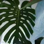 نمای کلی مونسترا (Monstera deliciosa)