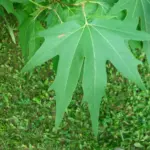 نمای کلی چنار شرقی (Platanus orientalis)