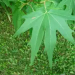 نمای نزدیک جزئیات چنار شرقی (Platanus orientalis)