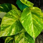 نمای کلی پتوس (Epipremnum aureum)