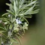 نمای کلی رزماری (Salvia rosmarinus)