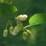 نمای کلی توت سفید (Morus alba)