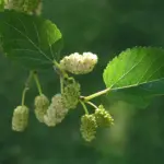 نمای نزدیک جزئیات توت سفید (Morus alba)